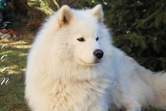  SOS si ces 2chiens entrent en fourrière, nous signons leur arrêt de mort !!!!!!!!!!‏