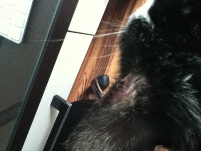 MOUSTIK NE VA PAS TRÈS BIEN... RDV DEMAIN CHEZ LE VÉTO