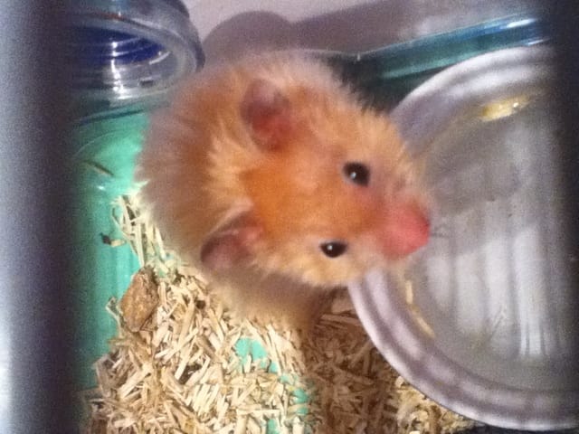 2 nouveaux hamsters dans la famille ^^(photos)