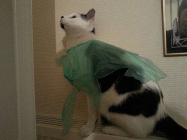 Chat parachute, récidiviste?