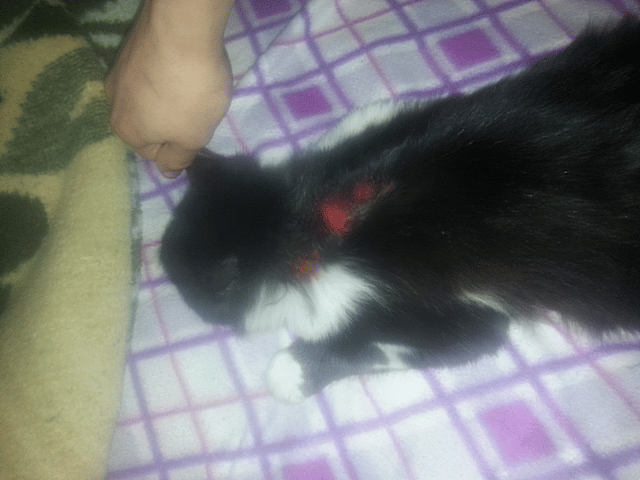 Chat se gratte gravement