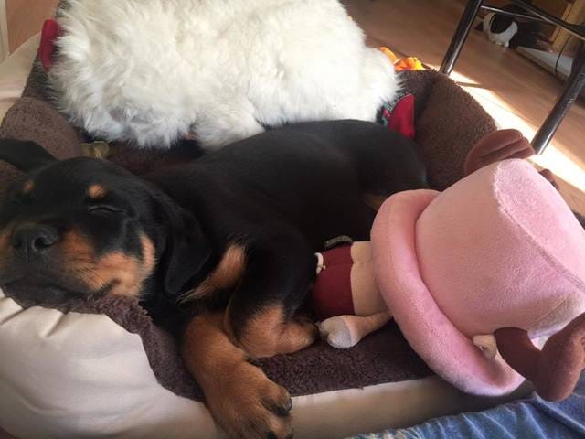 Leeroooooooooy Jeeeeeeenkins.