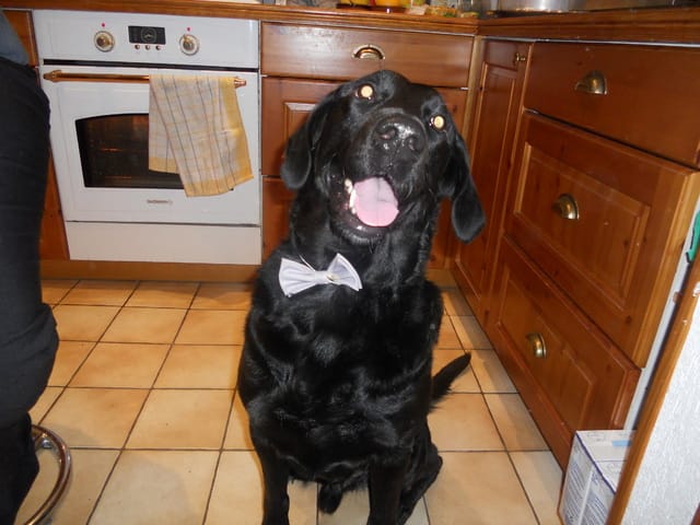 Mon chien ne mange presque plus et pleure.