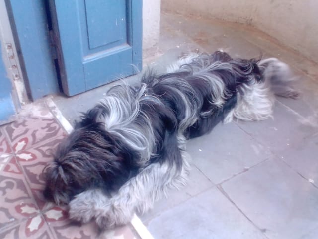 Quelle est la race de ce chien?