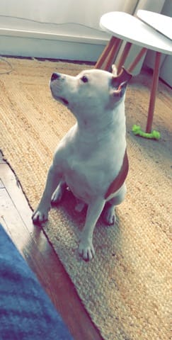 Cherche veterinaire specialiste staffie sur paris