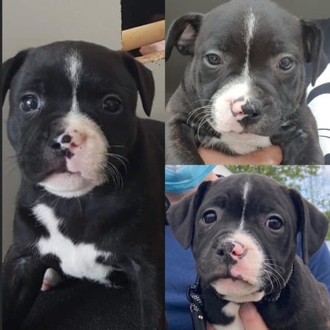 Nase mit zwei Monaten noch ein bisschen rosa - wird sie noch schwarz?