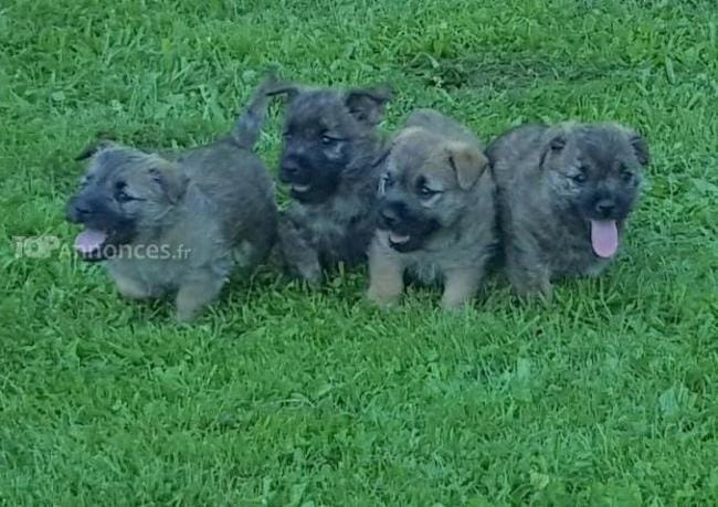 vente de chiens