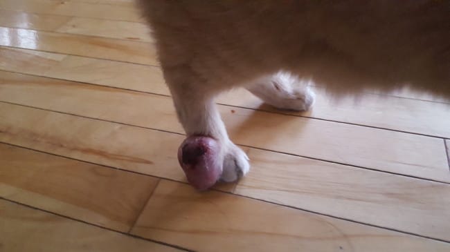 photo d'une masse sur la patte arriere avez vous deja vu ca ?