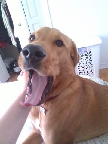 problème comportement