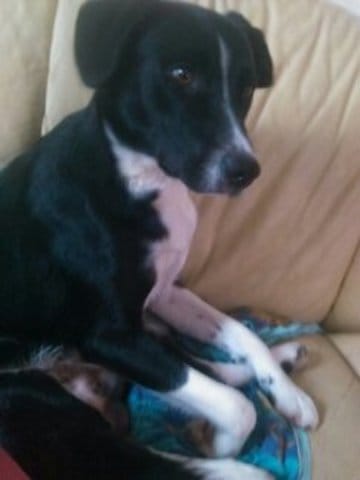 Mon Border Collie est-il pure race ?