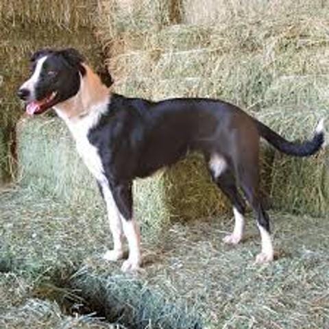 Le MacNab Collie, quel genre de chien est-ce ?