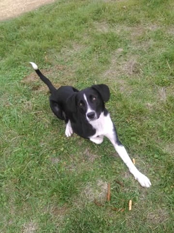 Qui dessinera JEEP le mieux ?