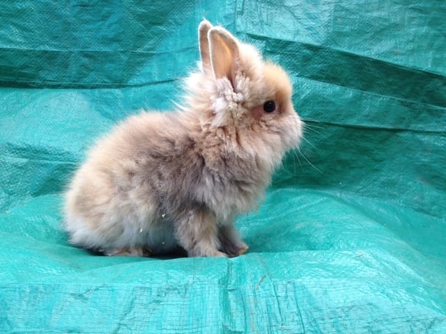 Lapins secourus à adopter !