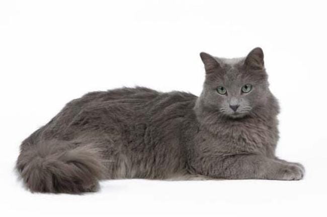 le Nebelung
