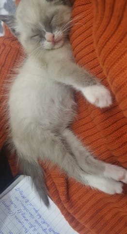 De quelle race est mon chat ?