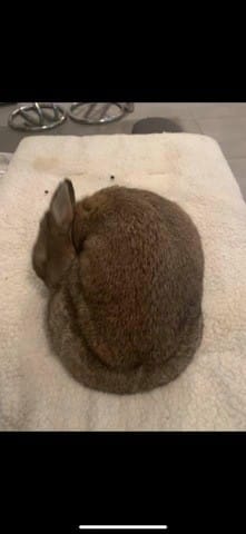 Lapin graisse suspecte