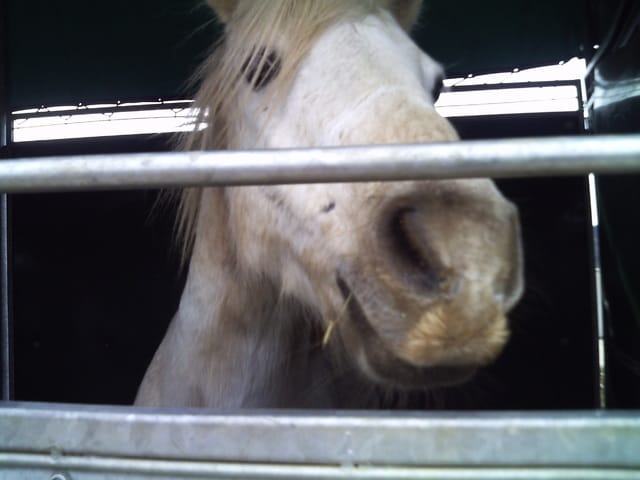 passionné(e)  de chevaux