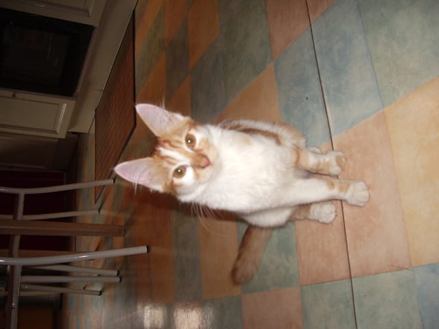 Animal le plus mignion