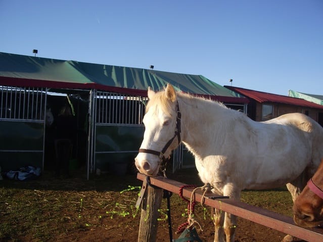 album photos des animaux de Wamiz