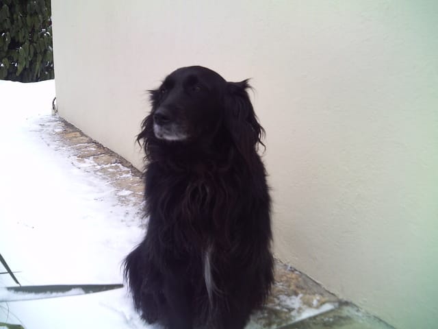 Mon lapin Neige est mort...