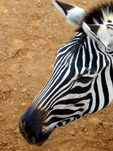 Un animal peu commun ...