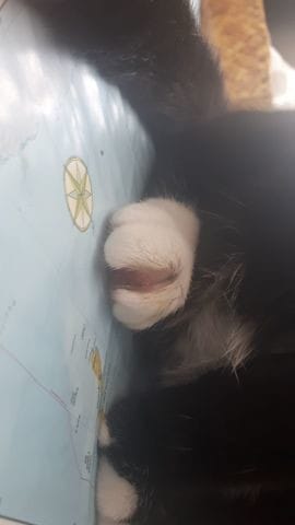 Problème de Blessure patte arrière