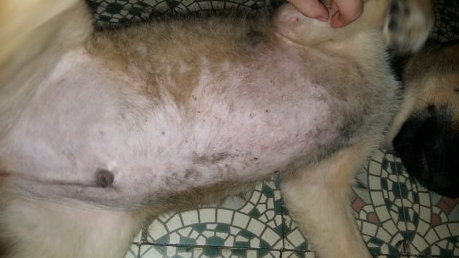 Mon chiot de deux mois se gratte beaucoup