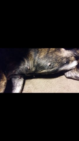 Est ce que c'est normal que la ... de ma chienne est toujours gonflé