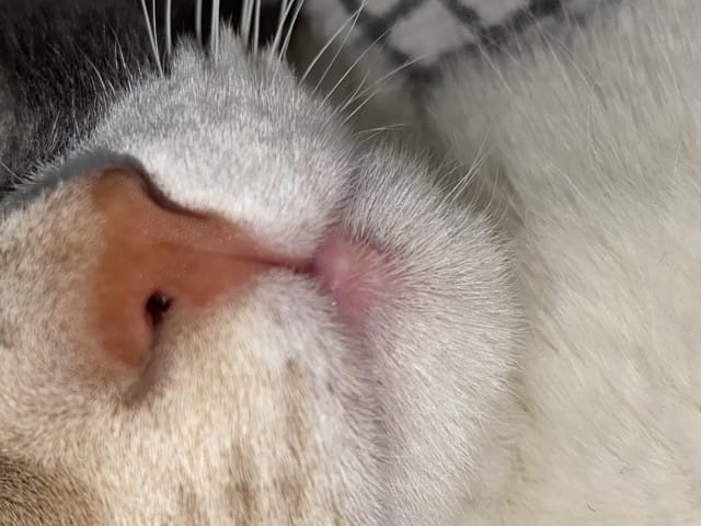 Boutons blanc lèvre inférieure chat