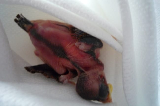 Urgence ! J'ai trouvé un oisillon que faire ?