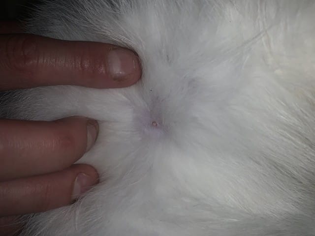 Boule blanche sur mon chat