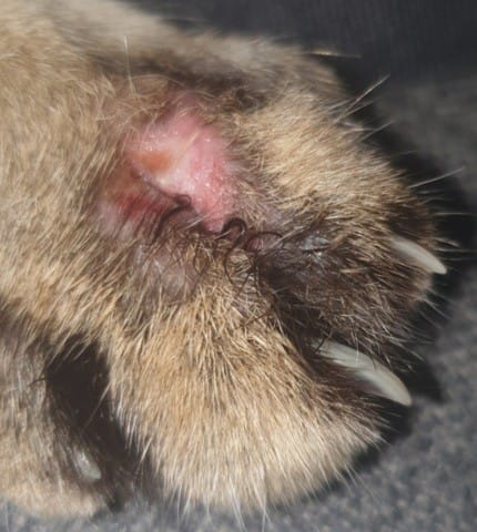 Allergie de mon chat cherche avis SVP. HELP 🙏🏻