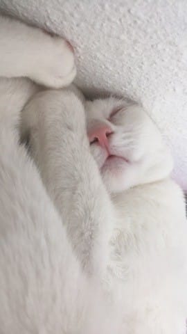 Rams boit dans les toilettes