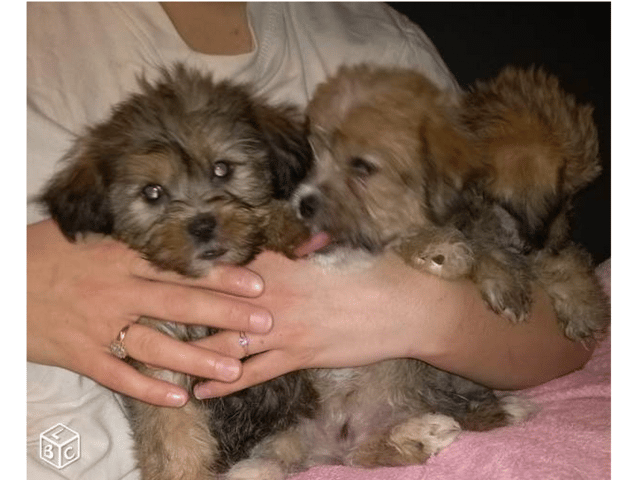 Etre sur de la race d'un chiot