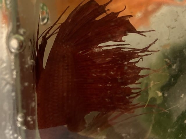 Poisson combattant problème nageoires maladie ?