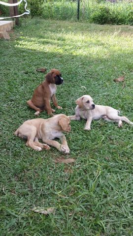 Pouvez-vous me confirmer que mes chiots sont bien des boxers ?