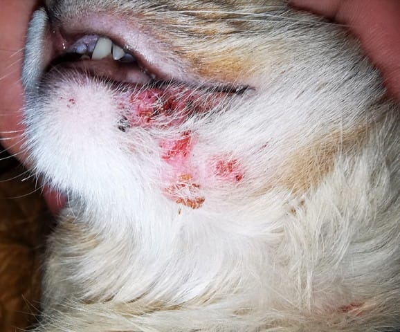 Rougeures + croûtes sur menton