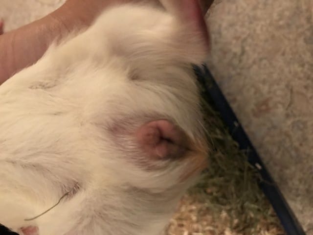Sexe cochon d'Inde