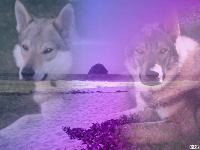 Eros et Herkan cherchent compagnons de promenade