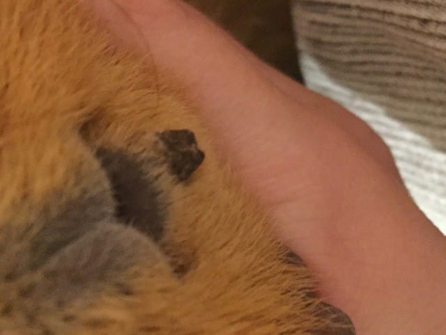 Croute suspecte cochon d’inde