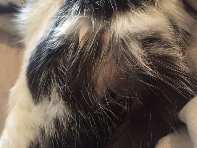 Chat avec une espèce de piqure dans le bassin