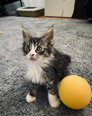 Alimentation chaton 2 mois