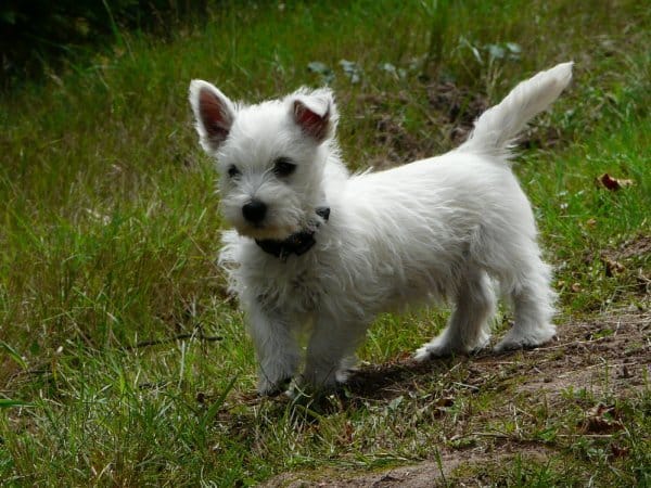 Je recherche quelqu'un pour la garde de mon chiot