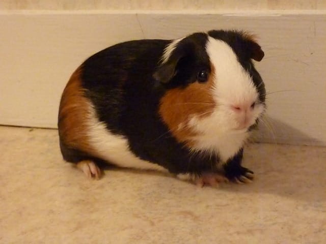 comment savoir si mon chon m'aime bien !