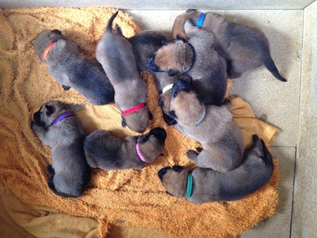 chiots malinois a 15 jours :)