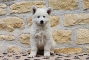 J-1 avant d'aller chercher mon chiot