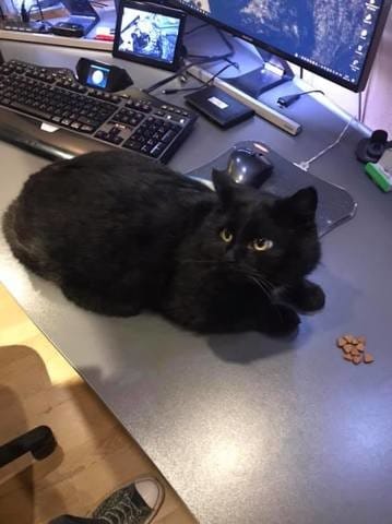 Un chat de quartier viennes régulièrement chez nous.