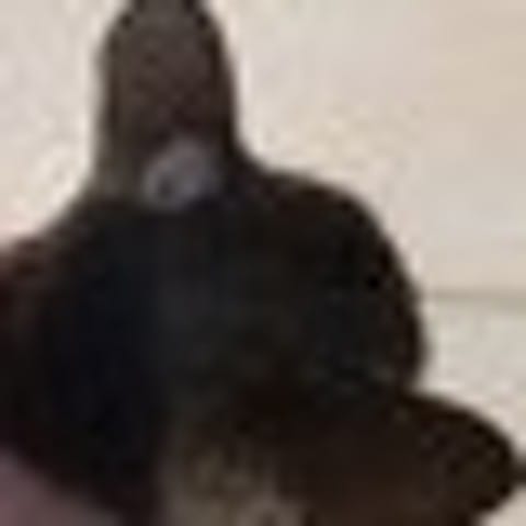 Problème sur l'oreille de ma chatte