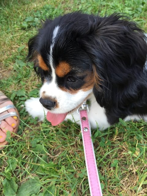 Mon chien lui manque un bout de langue HELP