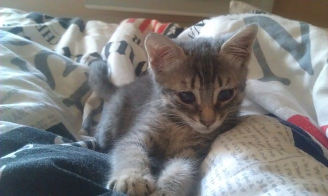 la poupoupette cherche maintenant une famille